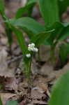 Lily of the valley